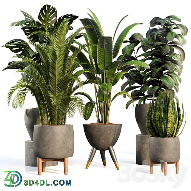 bamboo Censoria Indoor plant set 01 3D Models