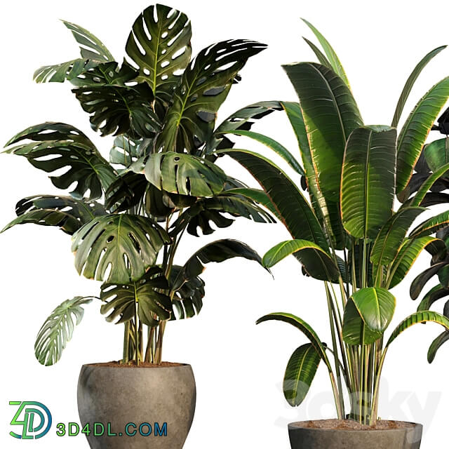 bamboo Censoria Indoor plant set 01 3D Models