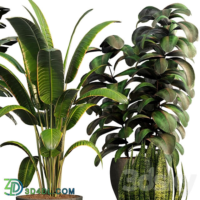 bamboo Censoria Indoor plant set 01 3D Models