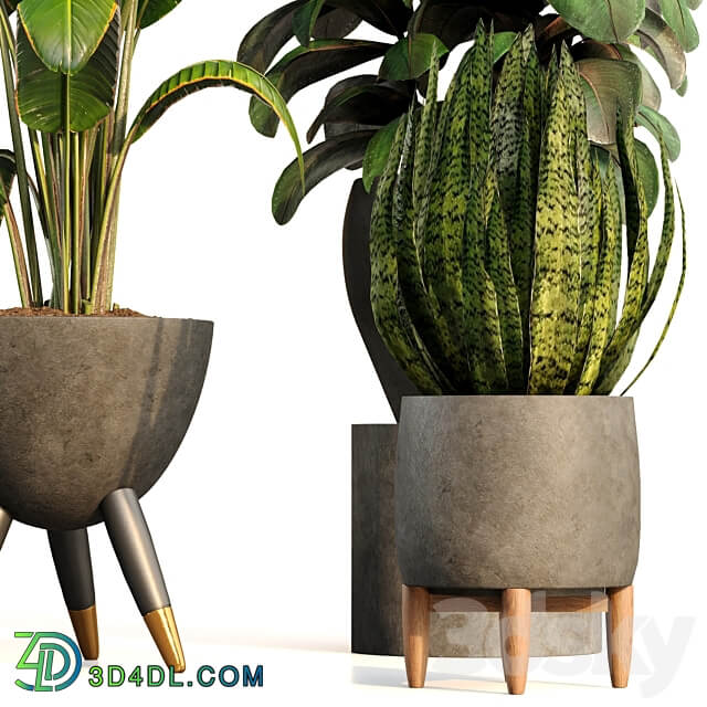 bamboo Censoria Indoor plant set 01 3D Models