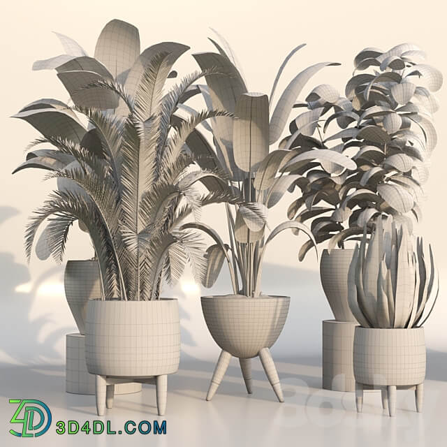 bamboo Censoria Indoor plant set 01 3D Models