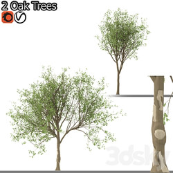 Set of Korean Oak and simple Oak Trees 3D Models 