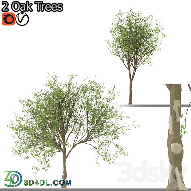 Set of Korean Oak and simple Oak Trees 3D Models