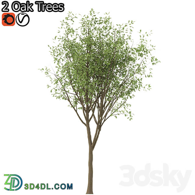 Set of Korean Oak and simple Oak Trees 3D Models