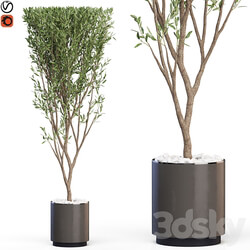 Plants collection 624 3D Models 