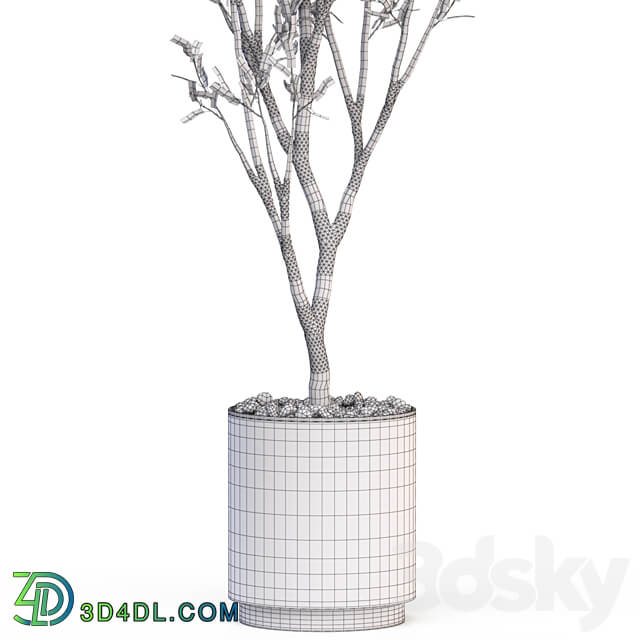 Plants collection 624 3D Models