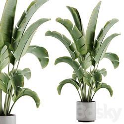 indoor plant Set 15 3D Models 