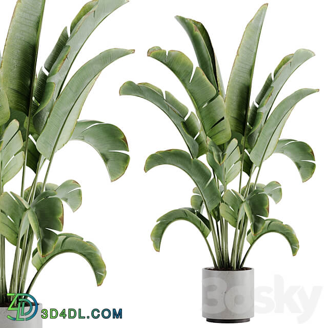 indoor plant Set 15 3D Models