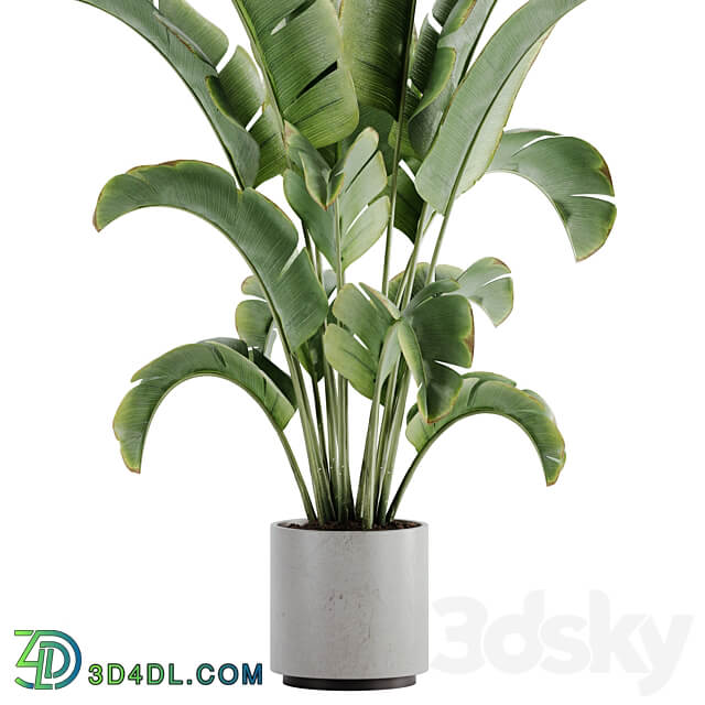 indoor plant Set 15 3D Models