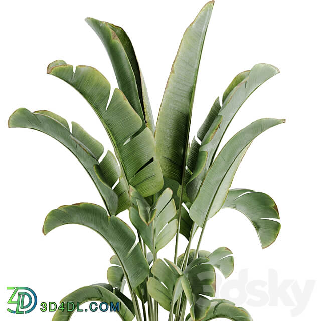 indoor plant Set 15 3D Models