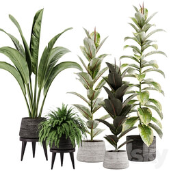 indoor plant Set 12 3D Models 