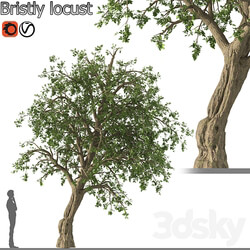 Bristly locust tree 1 Tree 3D Models 