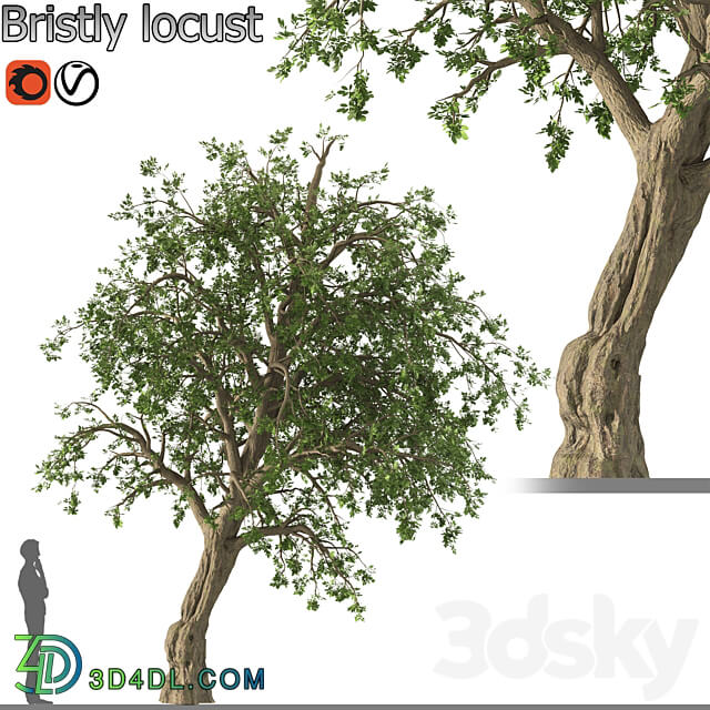 Bristly locust tree 1 Tree 3D Models