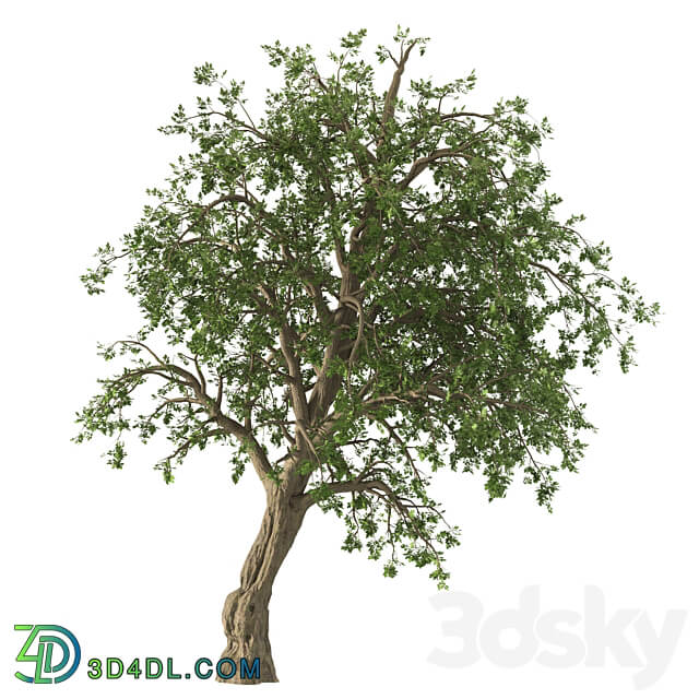 Bristly locust tree 1 Tree 3D Models