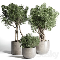 Collection Outdoor Indoor plant 77 concrete dirt vase pot tree bush 3D Models 