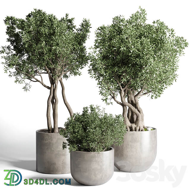 Collection Outdoor Indoor plant 77 concrete dirt vase pot tree bush 3D Models
