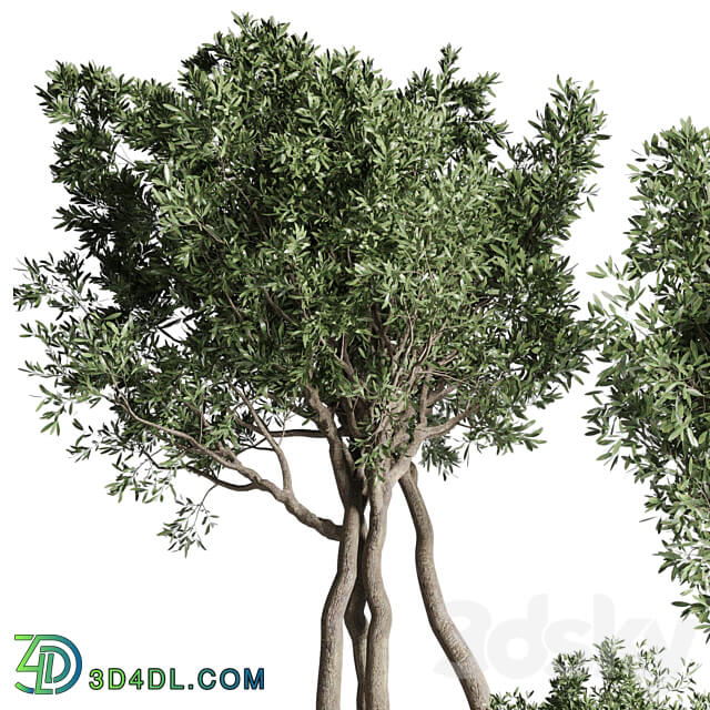 Collection Outdoor Indoor plant 77 concrete dirt vase pot tree bush 3D Models