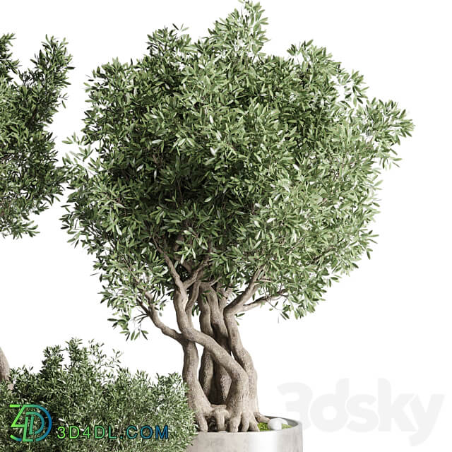 Collection Outdoor Indoor plant 77 concrete dirt vase pot tree bush 3D Models