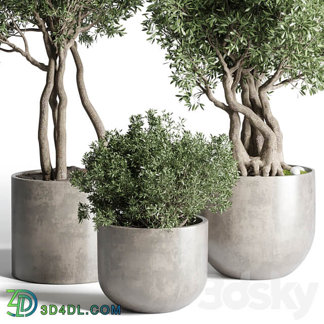 Collection Outdoor Indoor plant 77 concrete dirt vase pot tree bush 3D Models
