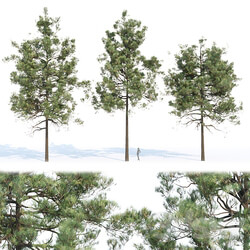 pine trees collection vol 11 3D Models 