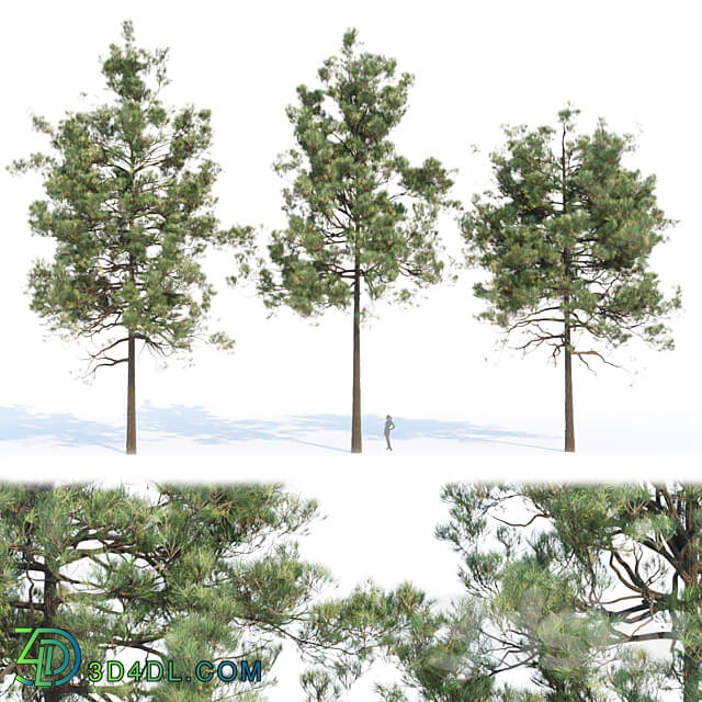 pine trees collection vol 11 3D Models