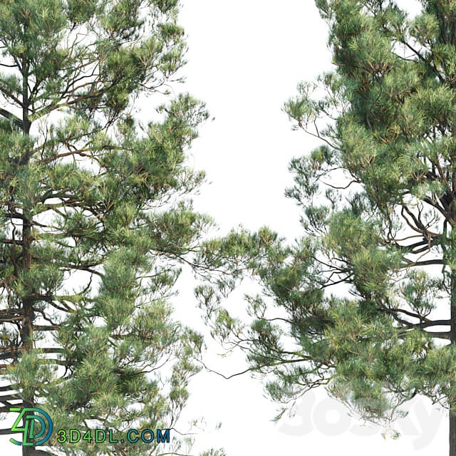 pine trees collection vol 11 3D Models