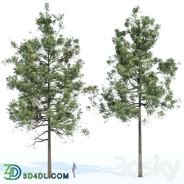 pine trees collection vol 11 3D Models