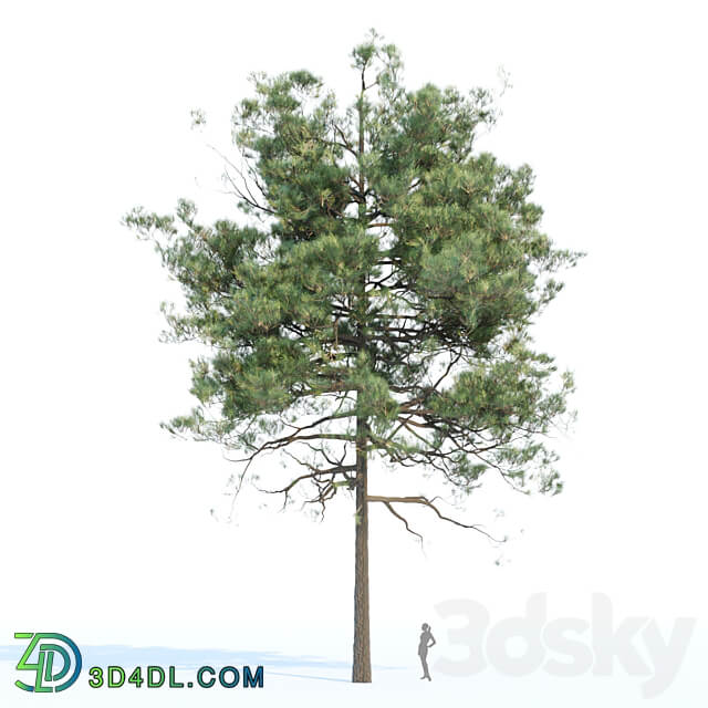 pine trees collection vol 11 3D Models