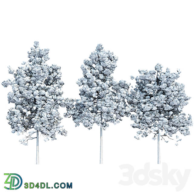 pine trees collection vol 11 3D Models