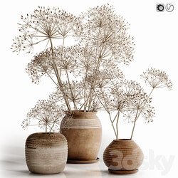 heracleum plant set 3D Models 