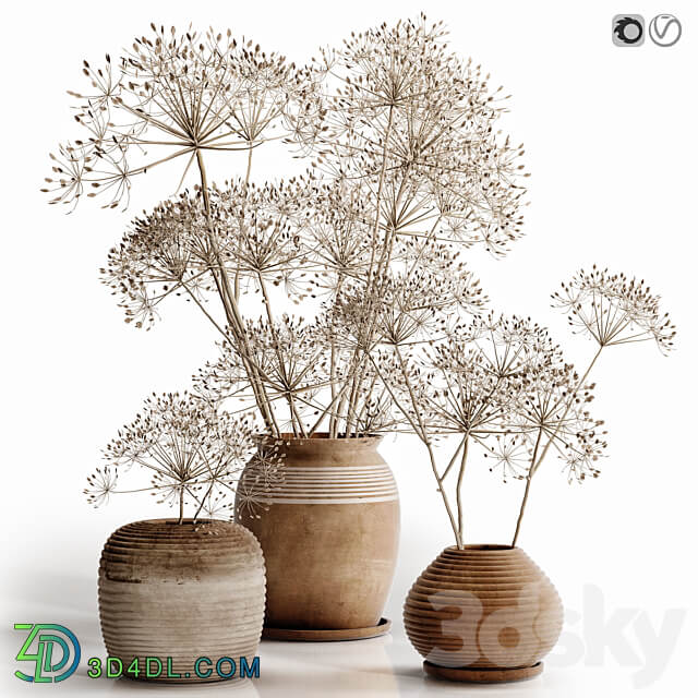 heracleum plant set 3D Models