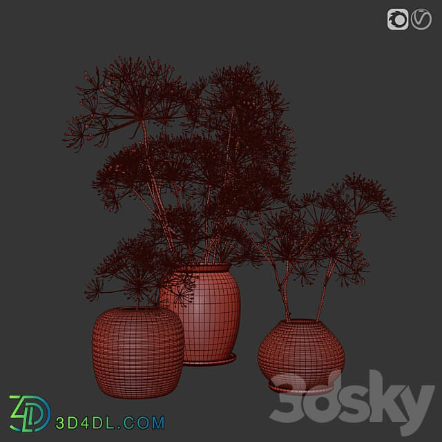 heracleum plant set 3D Models