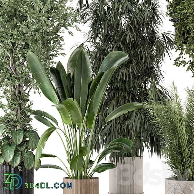 Indoor Plants in Ferm Living Bau Pot Large Set 474 3D Models