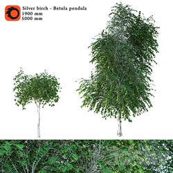 Silver birch Betula pendula 3D Models 
