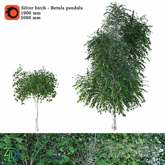 Silver birch Betula pendula 3D Models