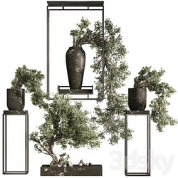 Bonsai And Indoor Plant Set 38 3D Models 