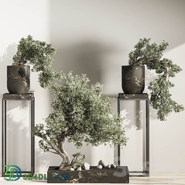 Bonsai And Indoor Plant Set 38 3D Models
