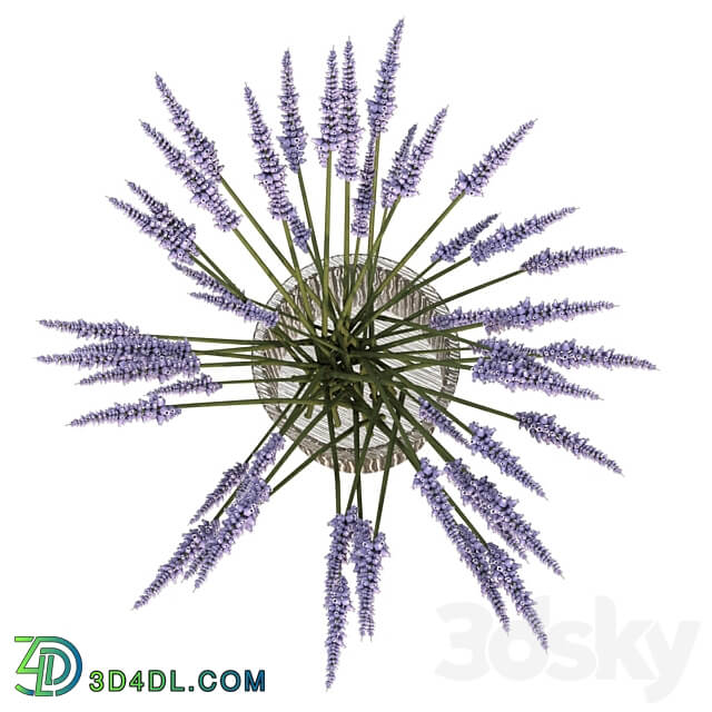 Bouquet of lavender 3D Models