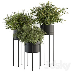 indoor Plant Set 371 Bush and Plant Set in Black stand 3D Models 