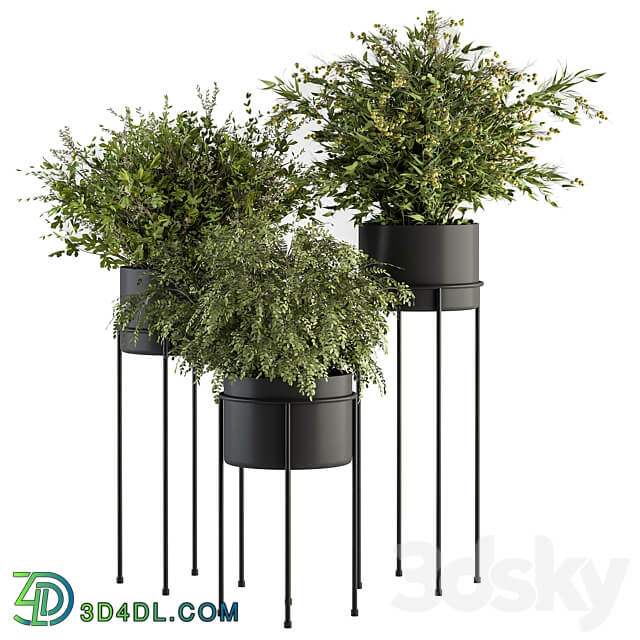 indoor Plant Set 371 Bush and Plant Set in Black stand 3D Models