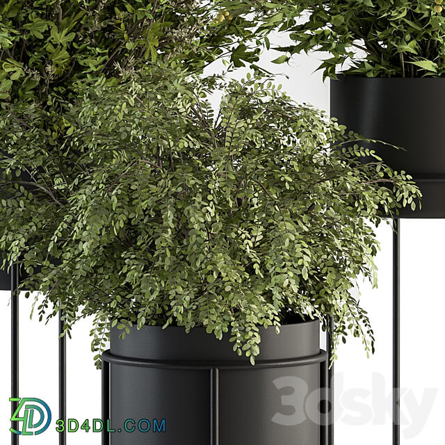 indoor Plant Set 371 Bush and Plant Set in Black stand 3D Models