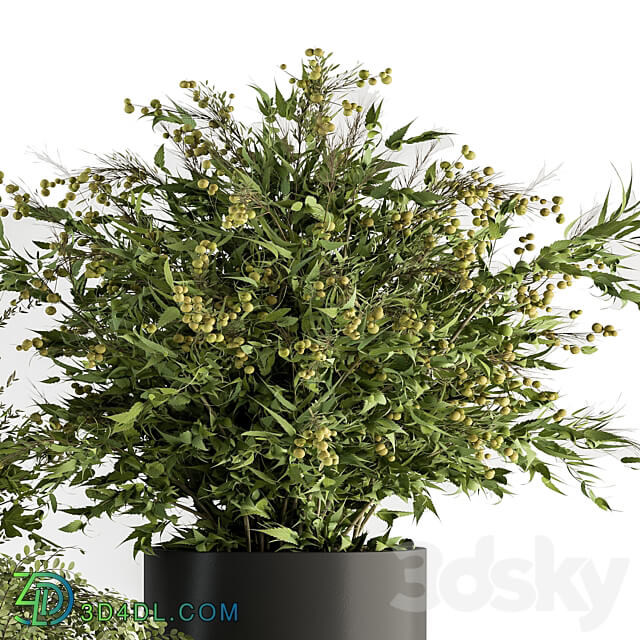 indoor Plant Set 371 Bush and Plant Set in Black stand 3D Models