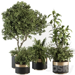 indoor Plant Set 373 Tree and Plant Set in pot 3D Models 