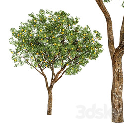 fruit trees orange 3D Models 