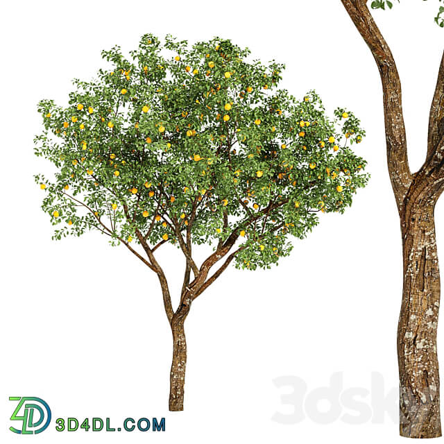 fruit trees orange 3D Models