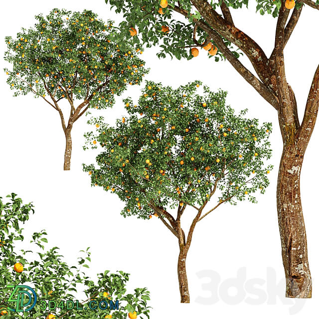 fruit trees orange 3D Models