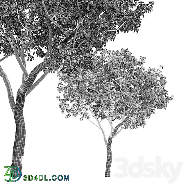 fruit trees orange 3D Models