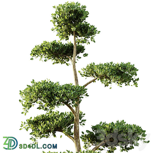 tree set 04 3D Models