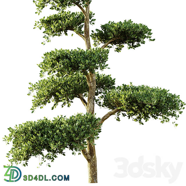 tree set 04 3D Models
