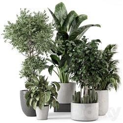 Indoor Plants in rusty Concrete Pot Set 584 3D Models 